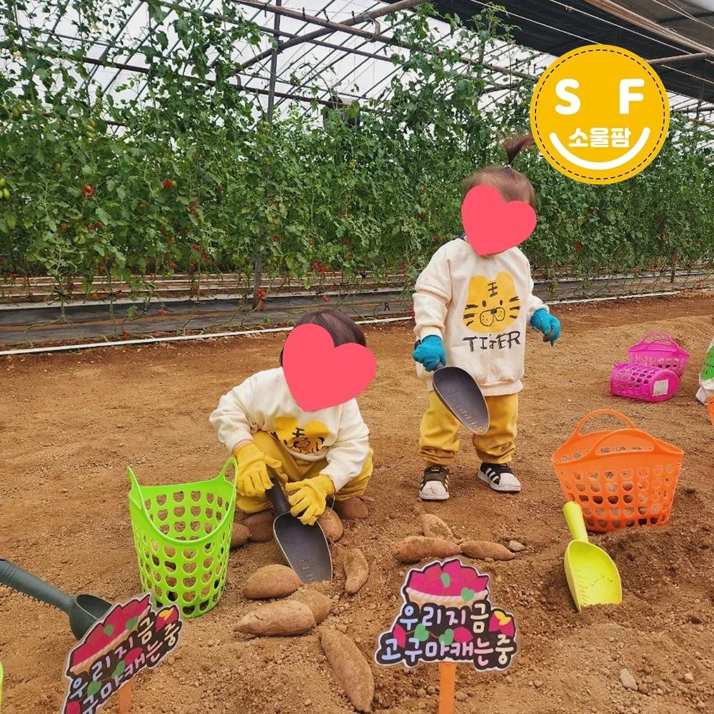 흙을 밟으며, 직접 캐는 고구마 수확 체험