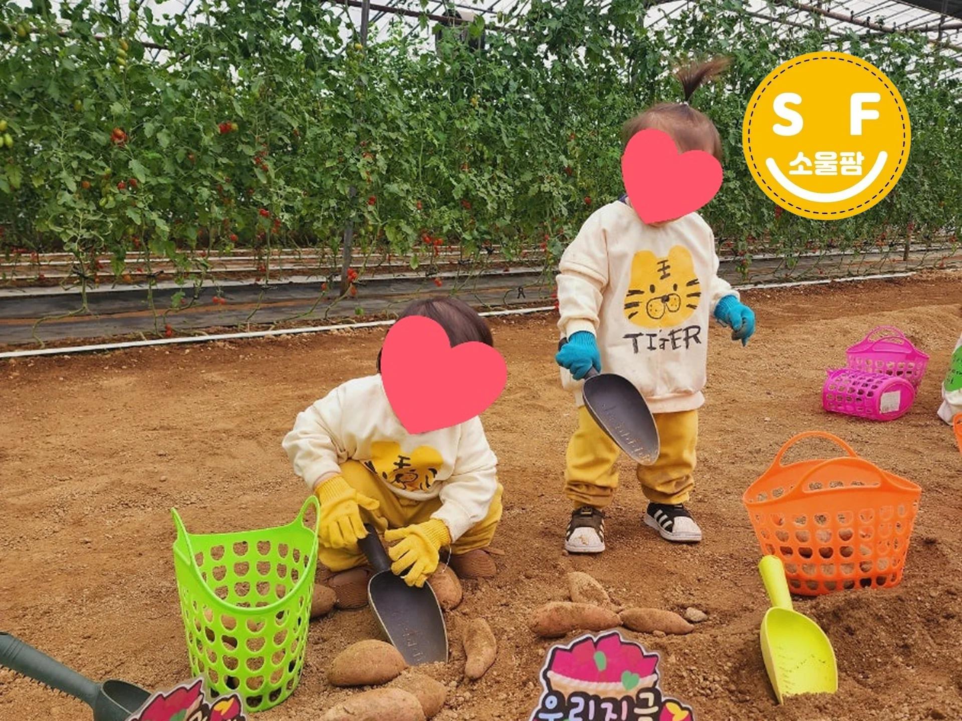 흙을 밟으며, 직접 캐는 고구마 수확 체험