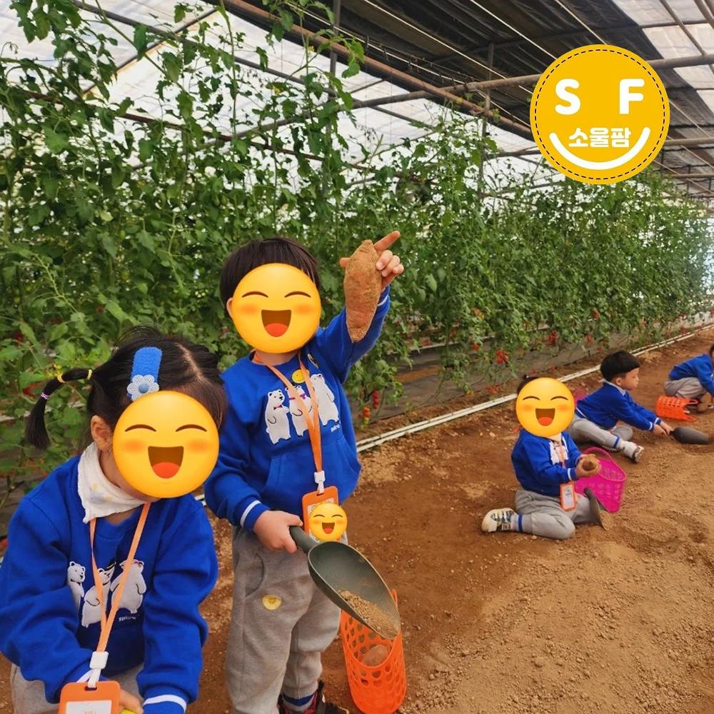 흙을 밟으며, 직접 캐는 고구마 수확 체험 썸네일 2