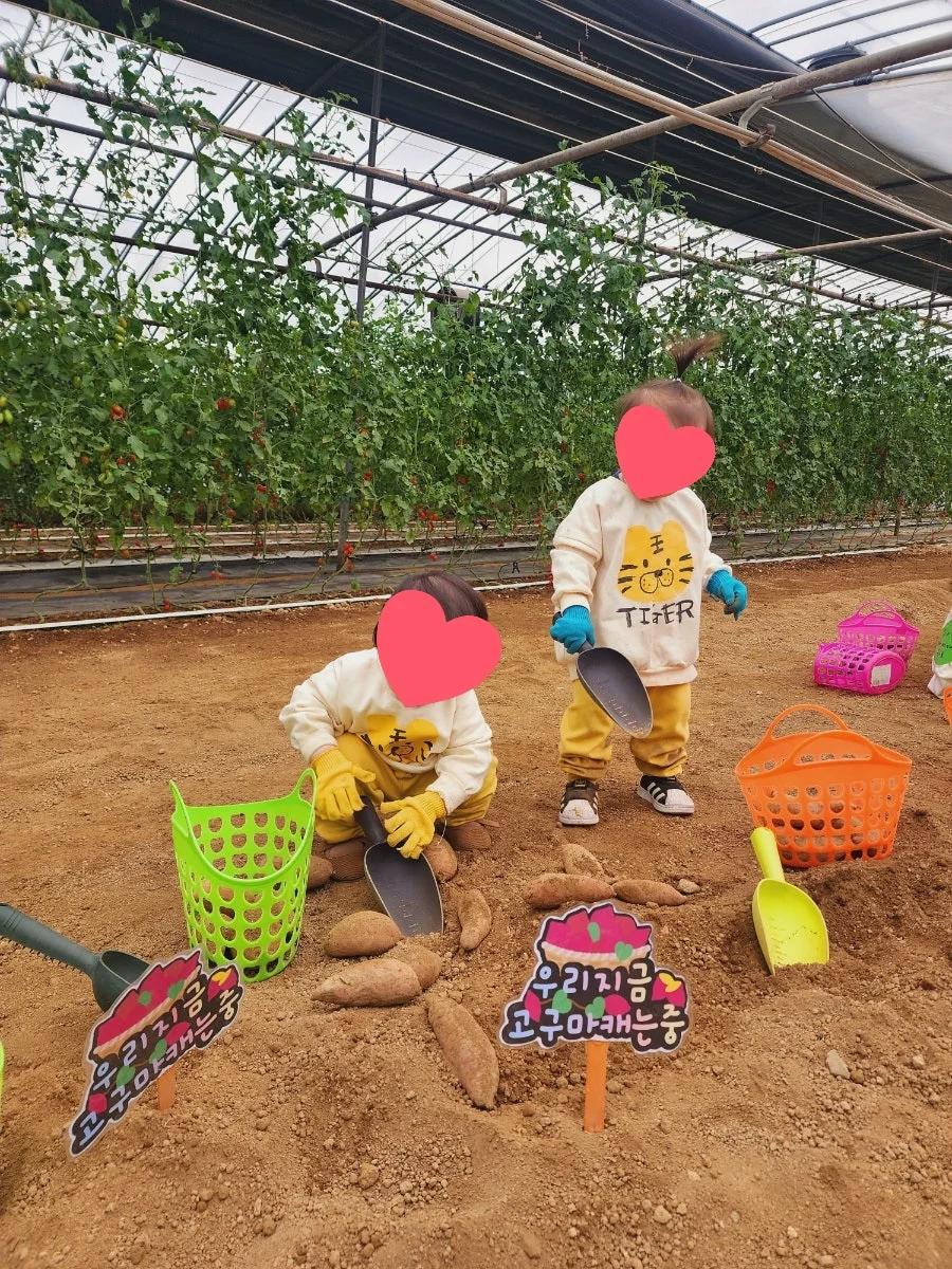 고구마 수확