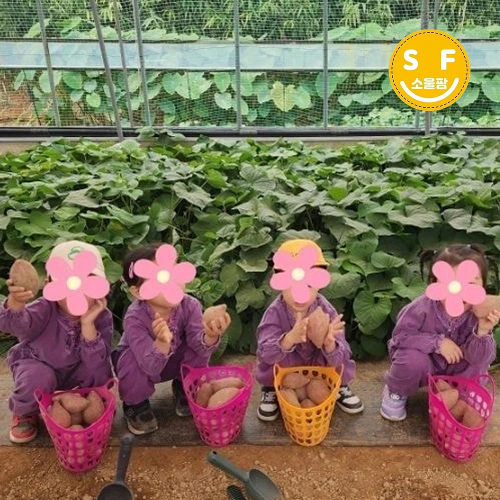 바나나도 따고, 고구마도 수확하고 ! 썸네일 4