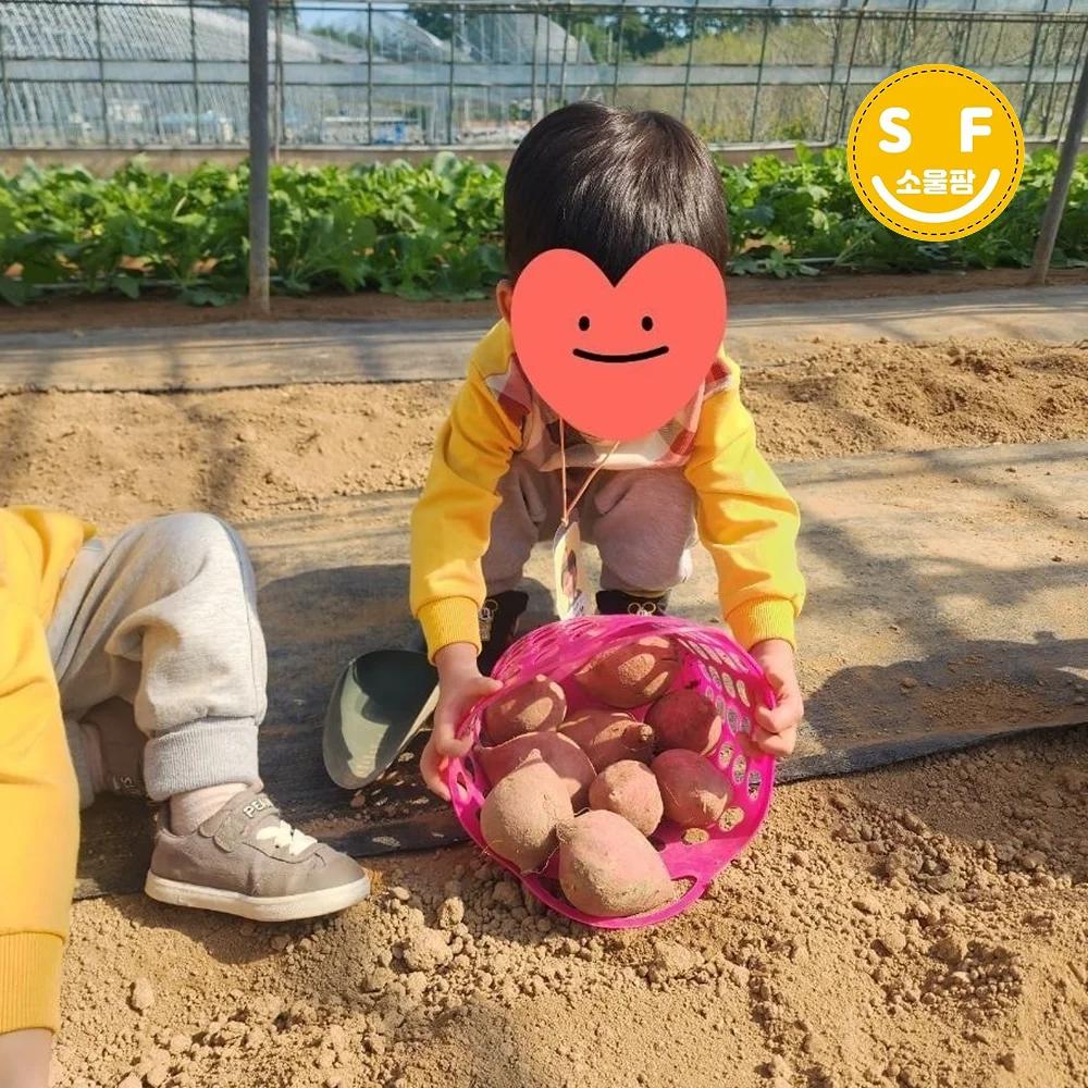 바나나도 따고, 고구마도 수확하고 ! 썸네일 3