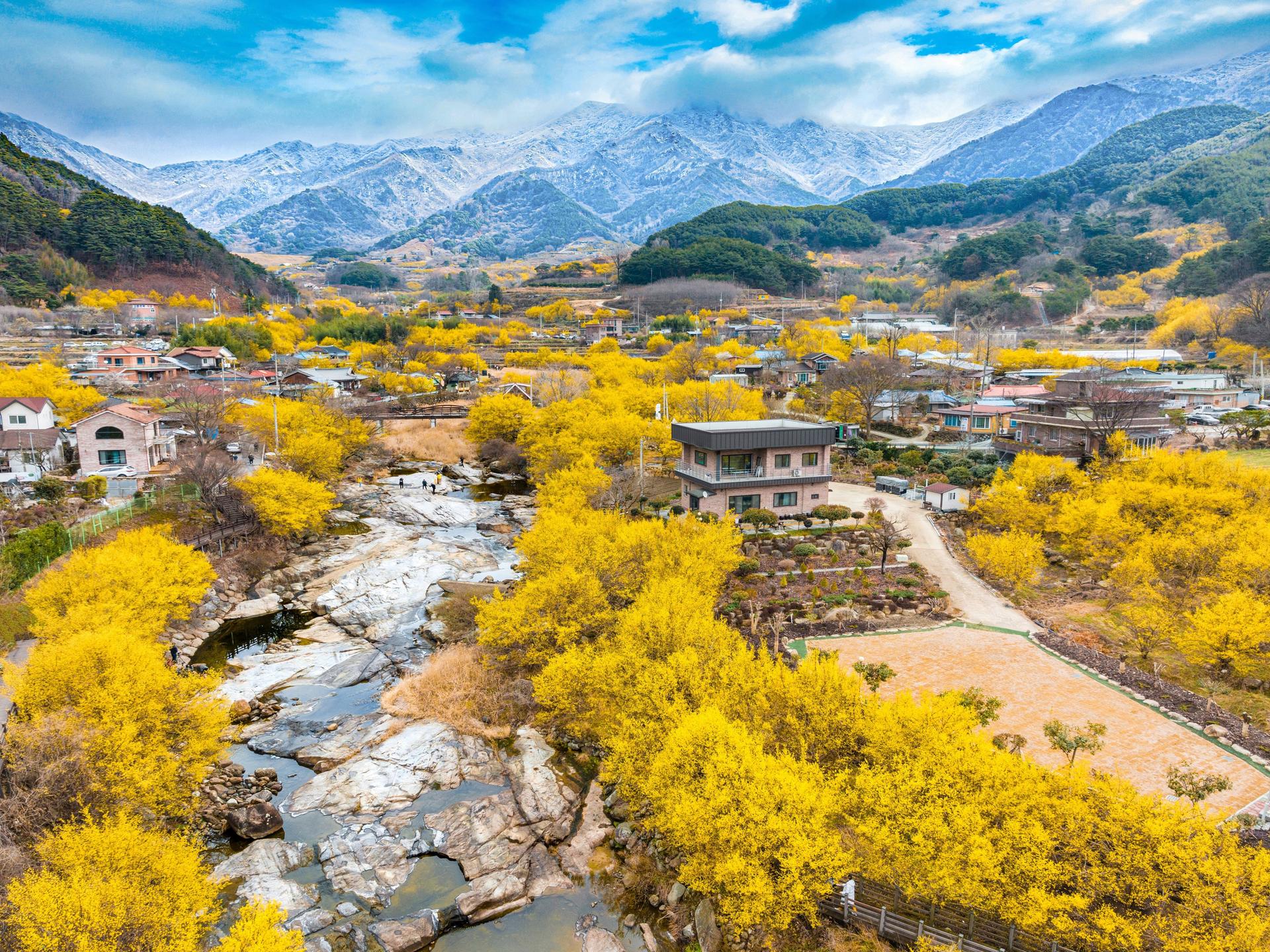 지리산 아래 산수유마을